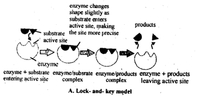 enzyme action lock and key model